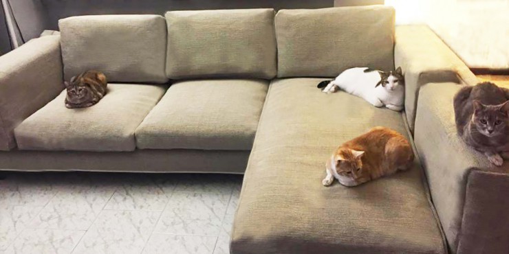SOLUTION | Cat Friendly Sofa
