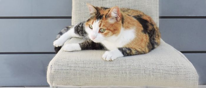 Solution Cat Friendly Sofa