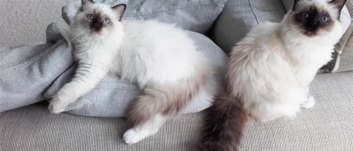 Copridivano antigraffio, gatti farli convivere con il divano- Questioni di  Arredamento